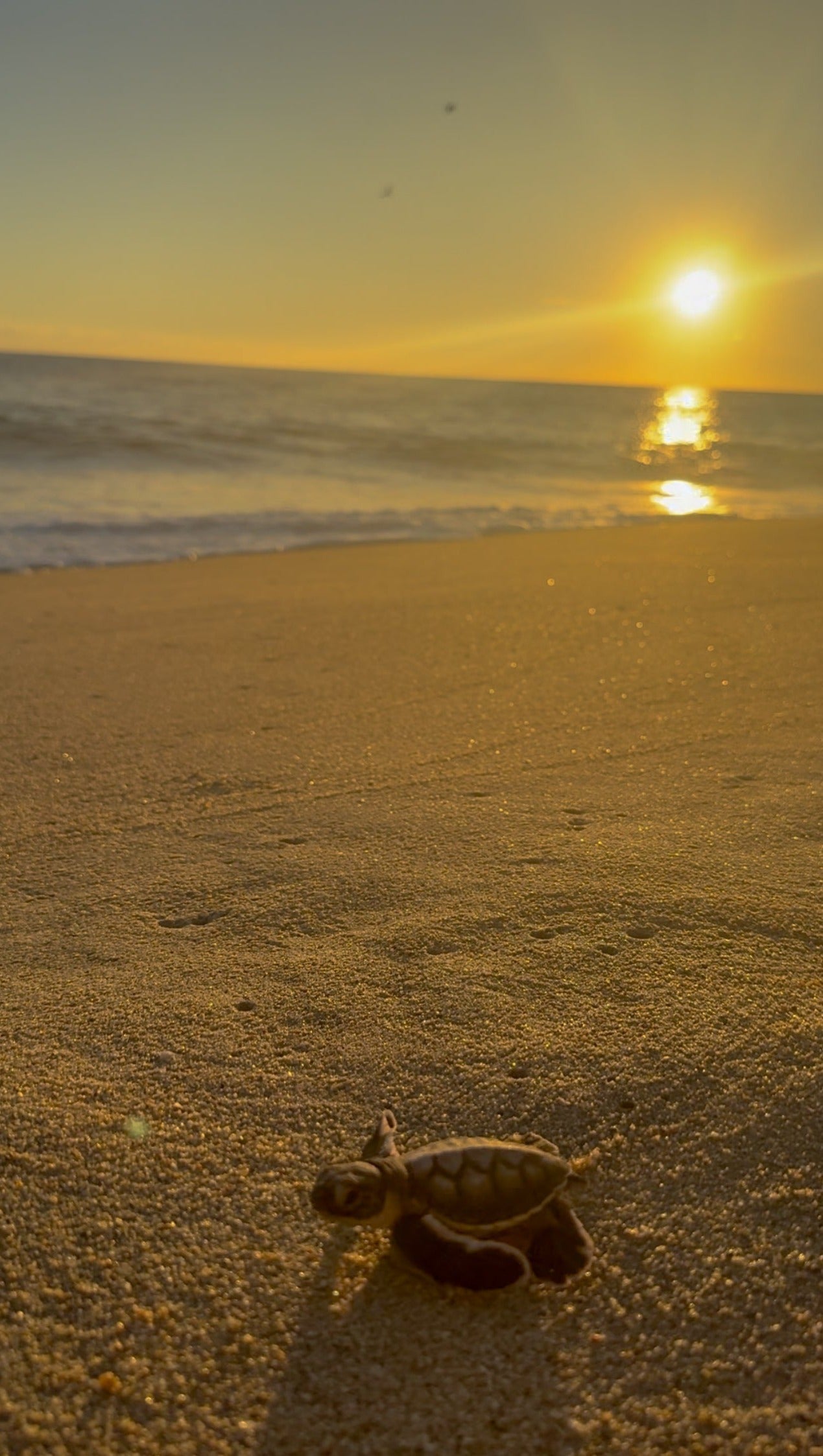 Baby turtle being released into the ocean during sunset 