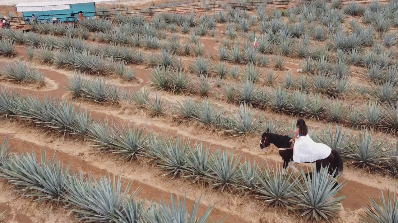 Load video: Horse back riding through an agave field